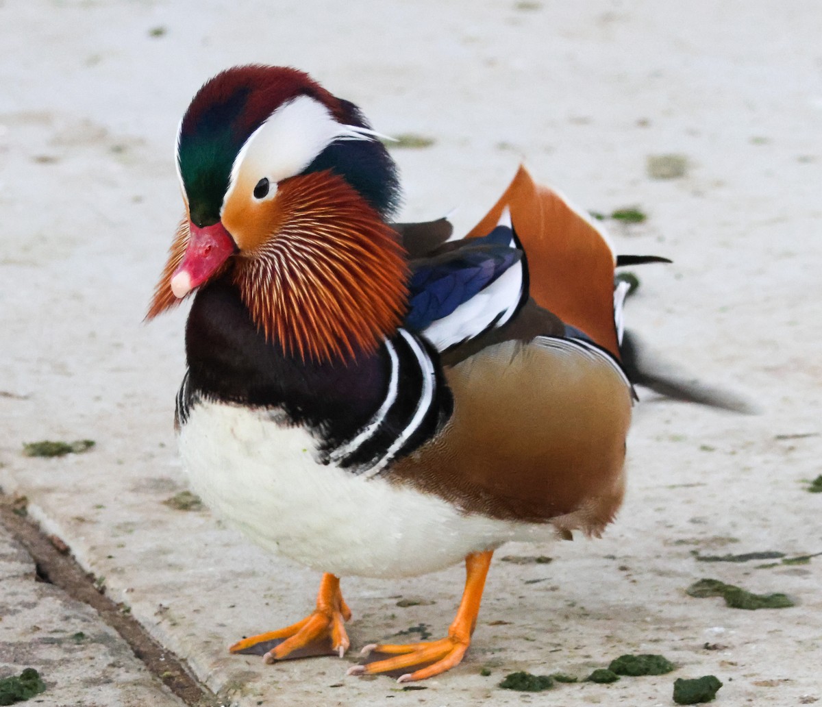 Мандаринка - ML644842571