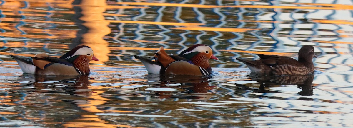 Mandarin Duck - ML644842572