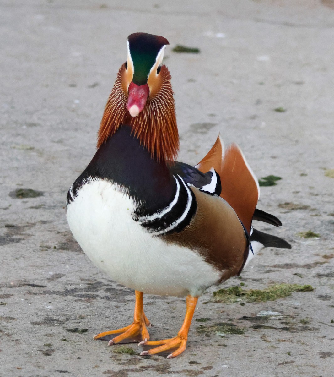 Мандаринка - ML644842573