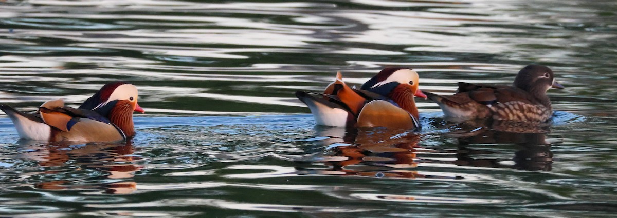 Мандаринка - ML644842575