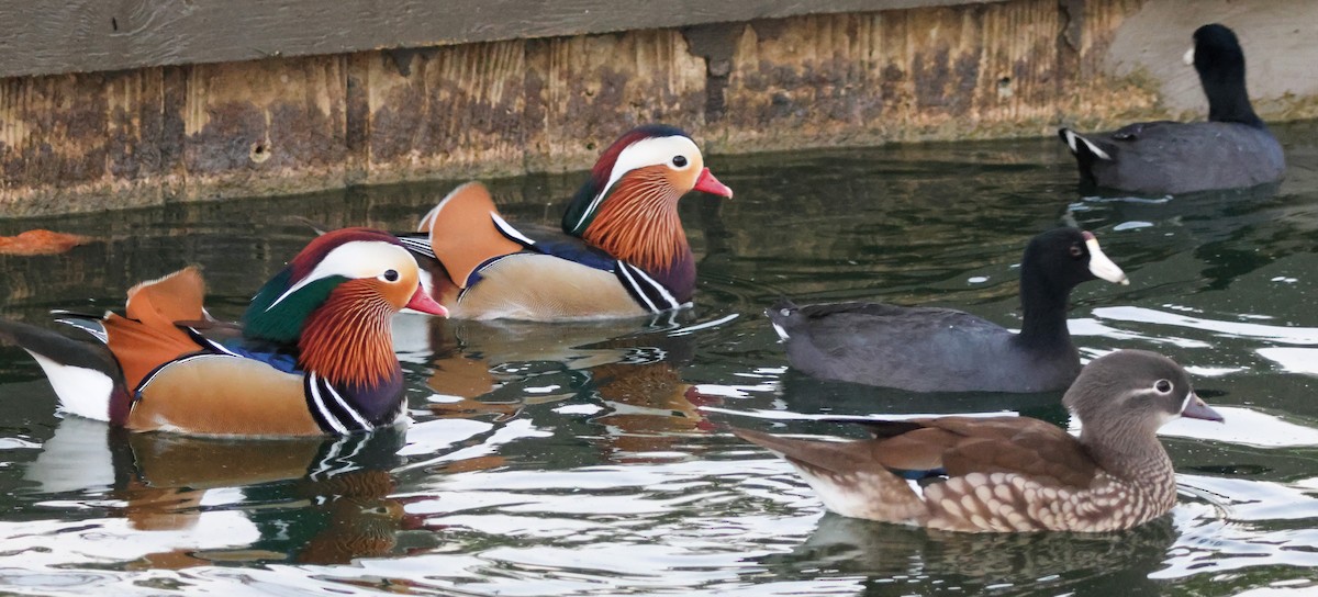 Mandarin Duck - ML644842576