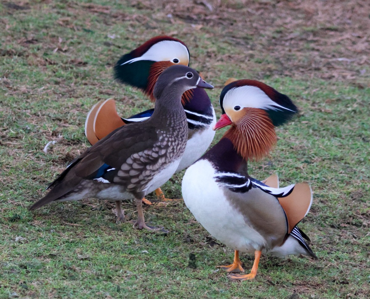 Мандаринка - ML644842577