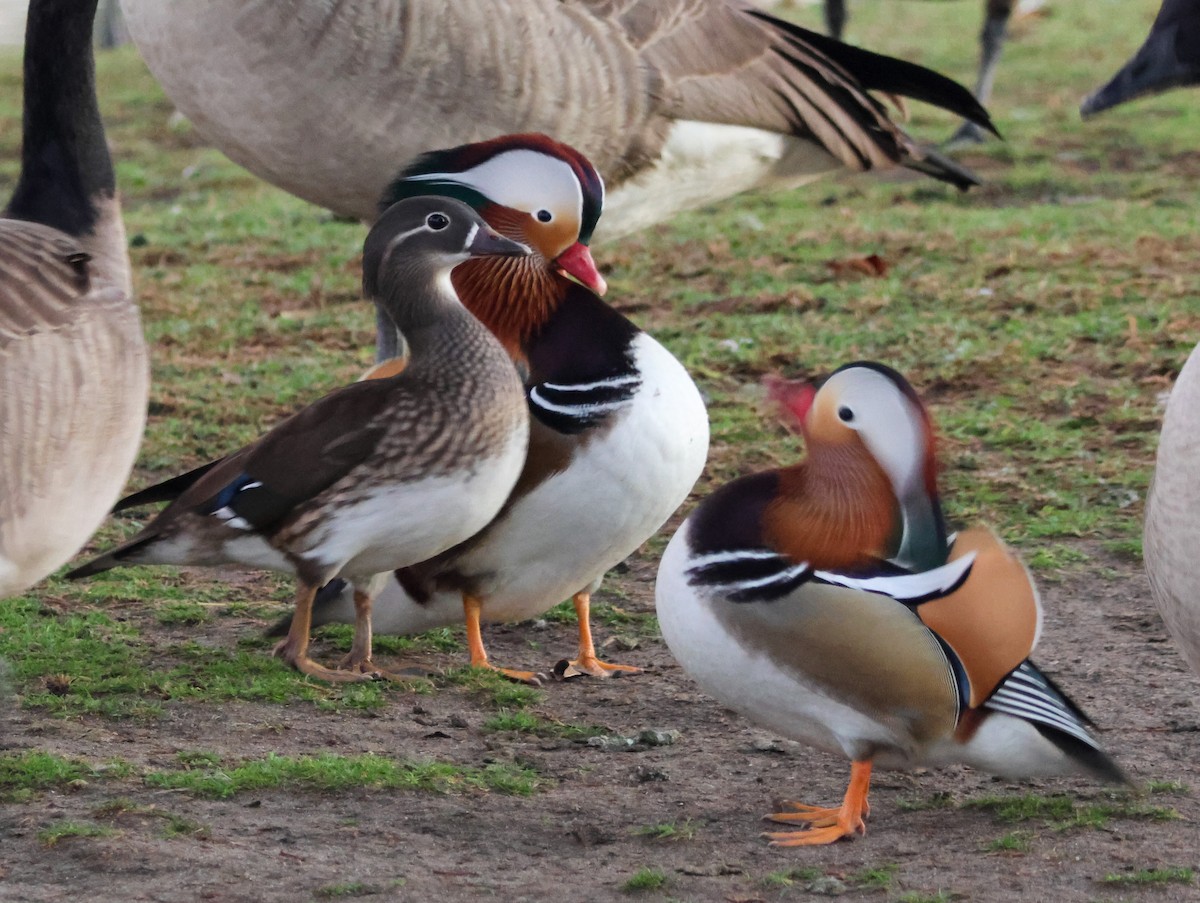 Мандаринка - ML644842578