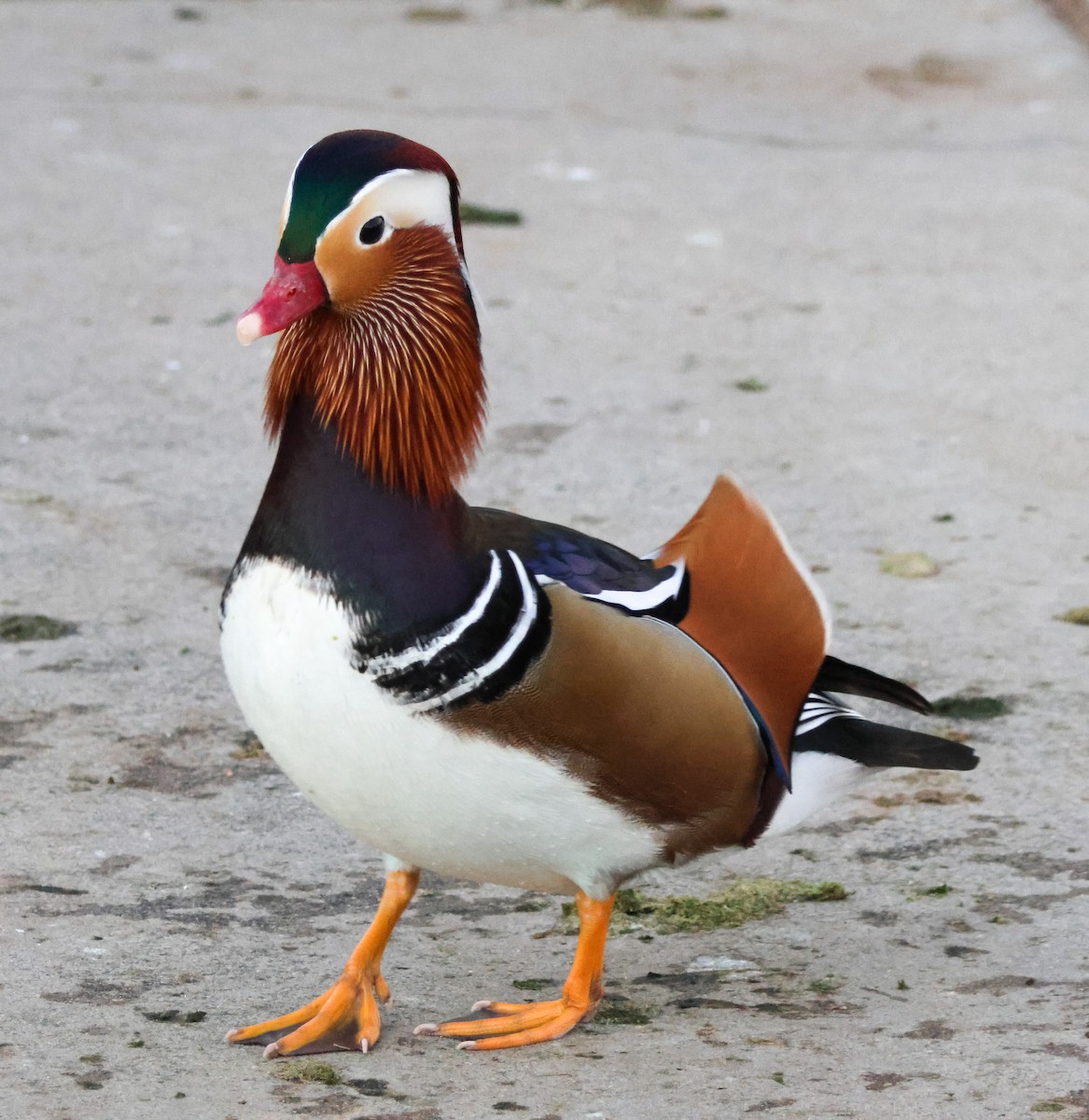 Мандаринка - ML644842579