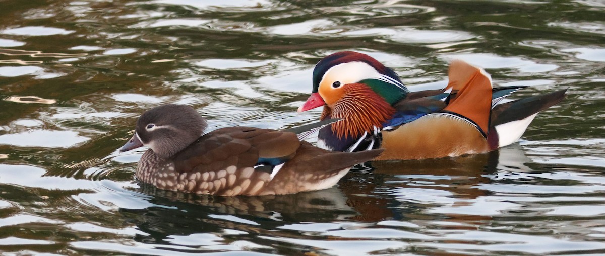 Мандаринка - ML644842580