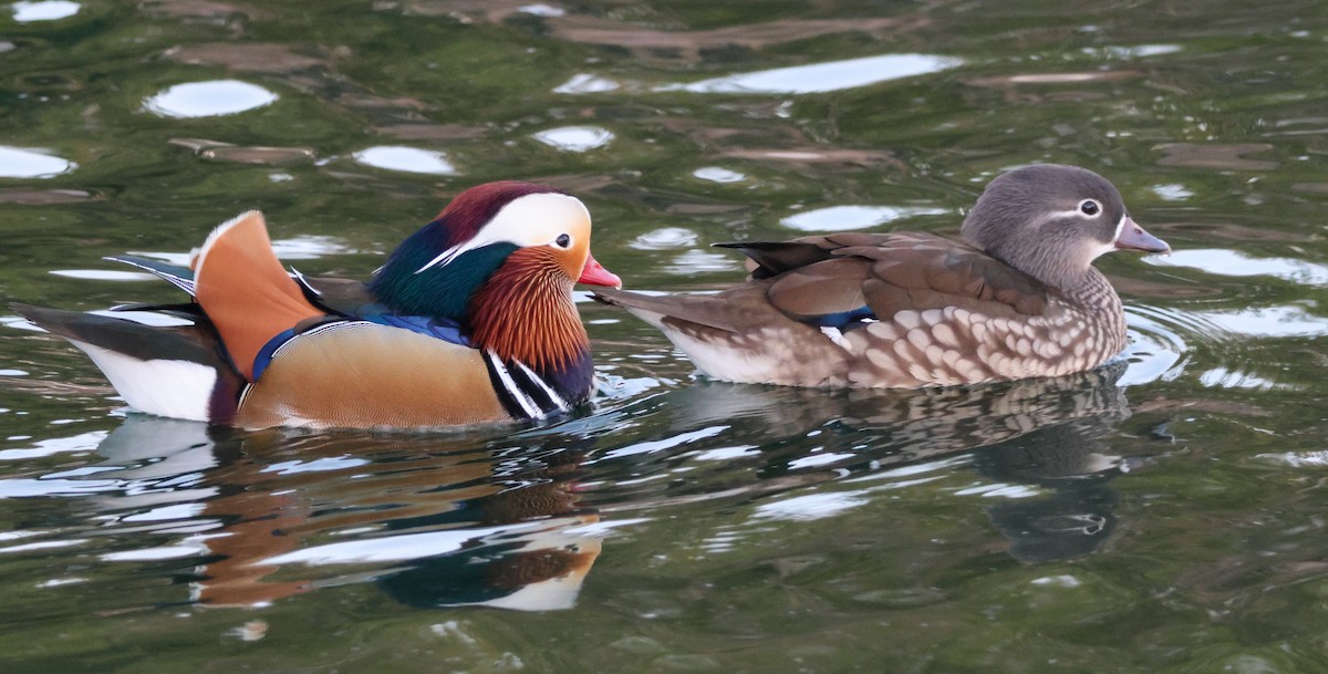 Мандаринка - ML644842581