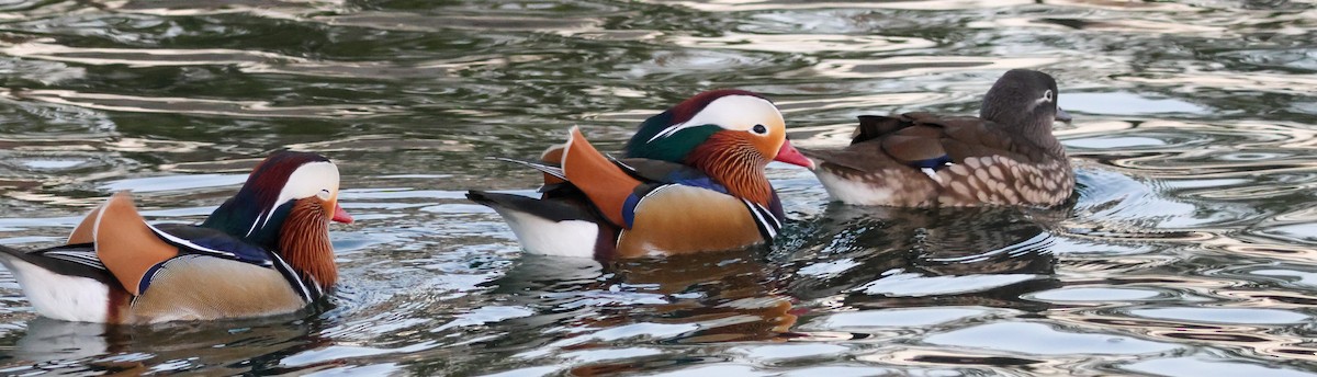 Мандаринка - ML644842582