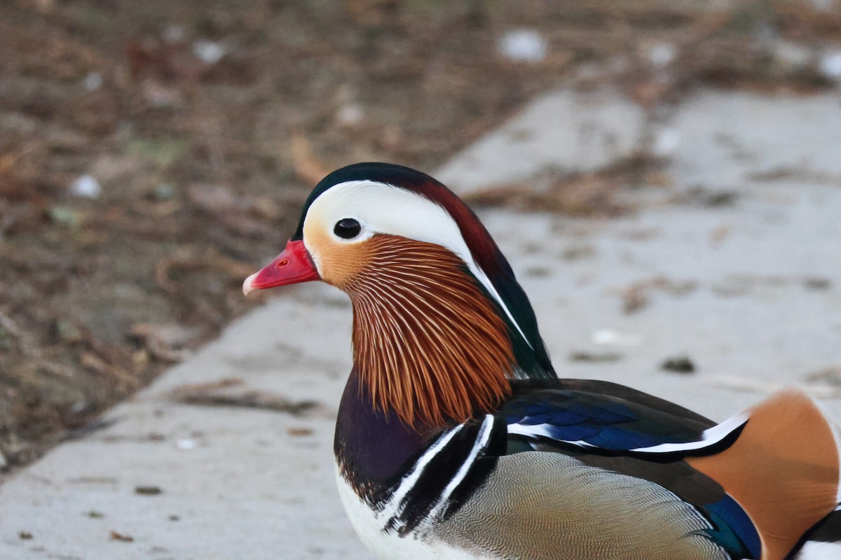 Мандаринка - ML644842583