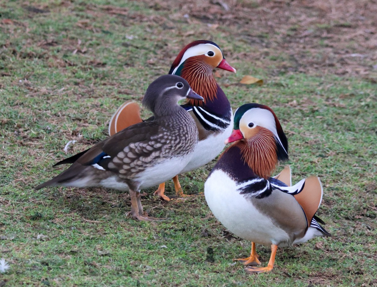 Мандаринка - ML644842584