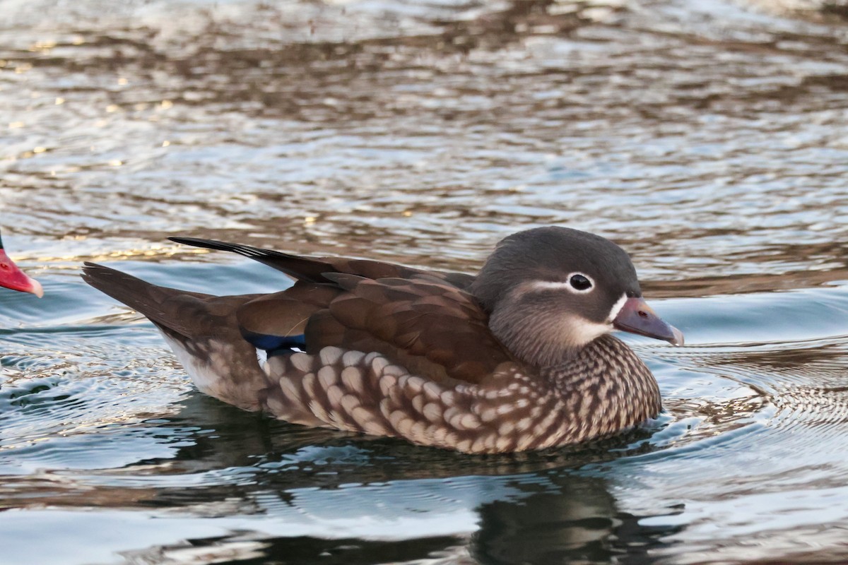 Мандаринка - ML644842585