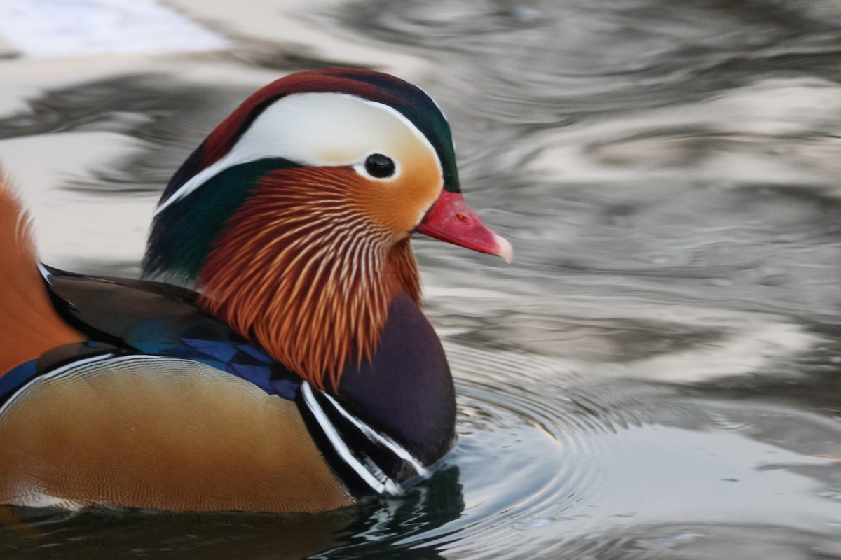 Мандаринка - ML644842586