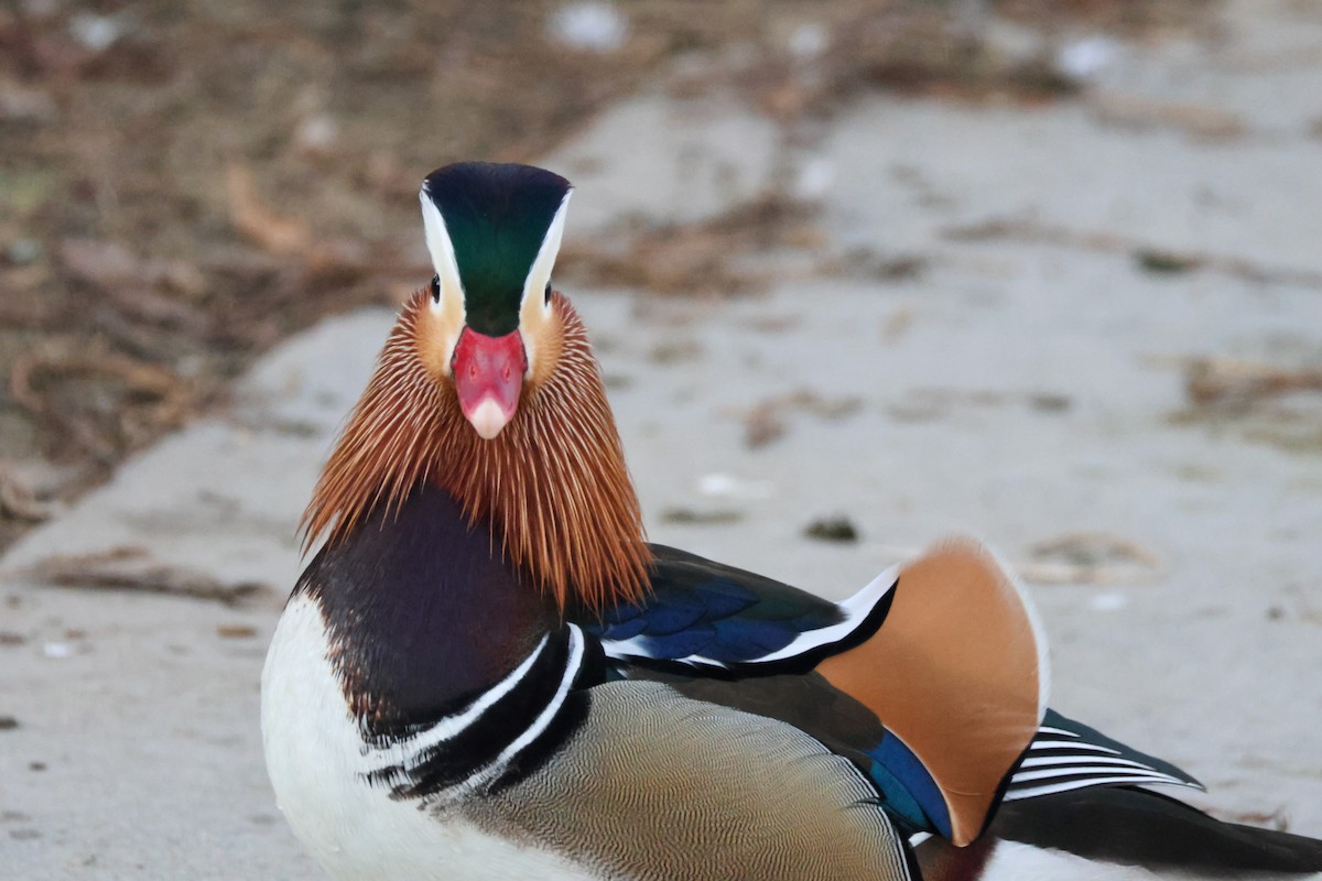 Мандаринка - ML644842587