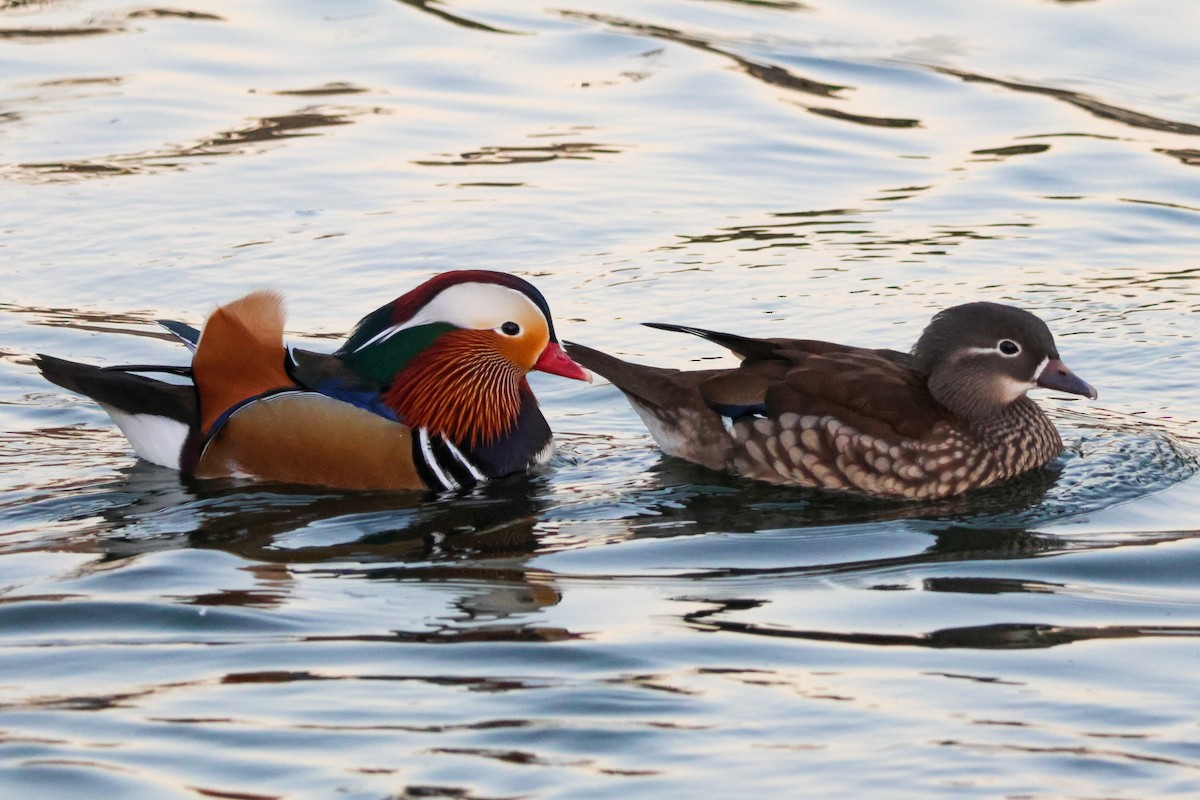 Мандаринка - ML644842588