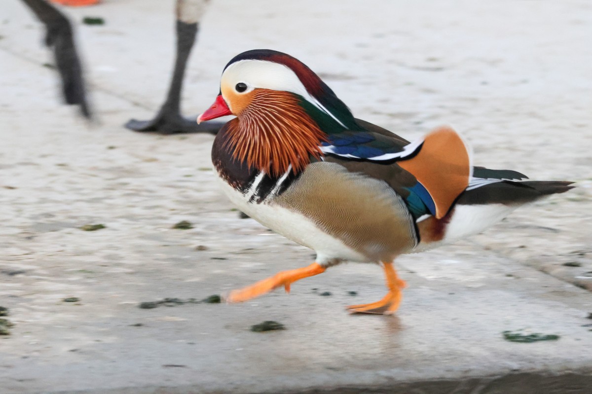 Мандаринка - ML644842589