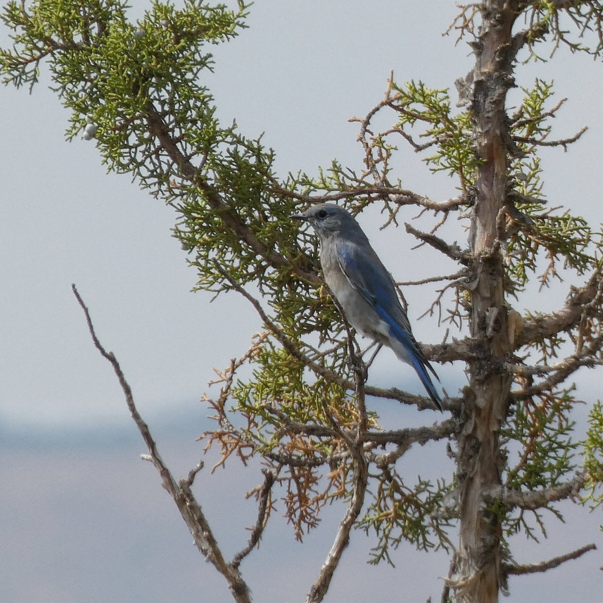 Mountain Bluebird - ML644842598