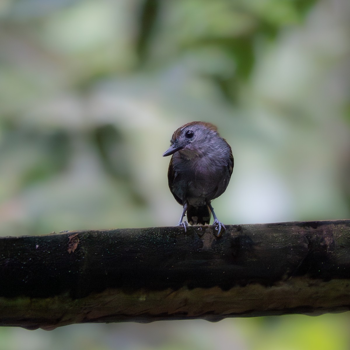 Xingu Scale-backed Antbird - ML644842605