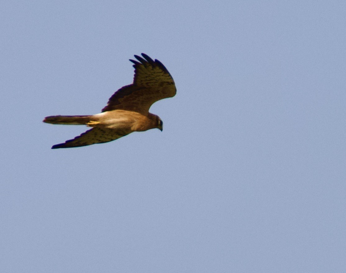 Pallid Harrier - ML644842608
