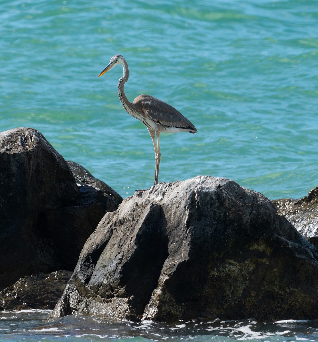 Большая голубая цапля - ML644842620