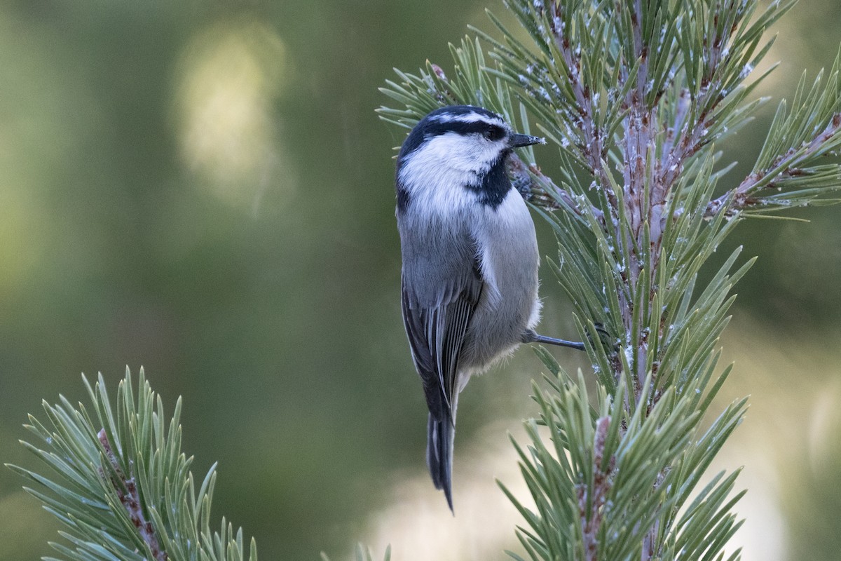 Mountain Chickadee - ML644842622