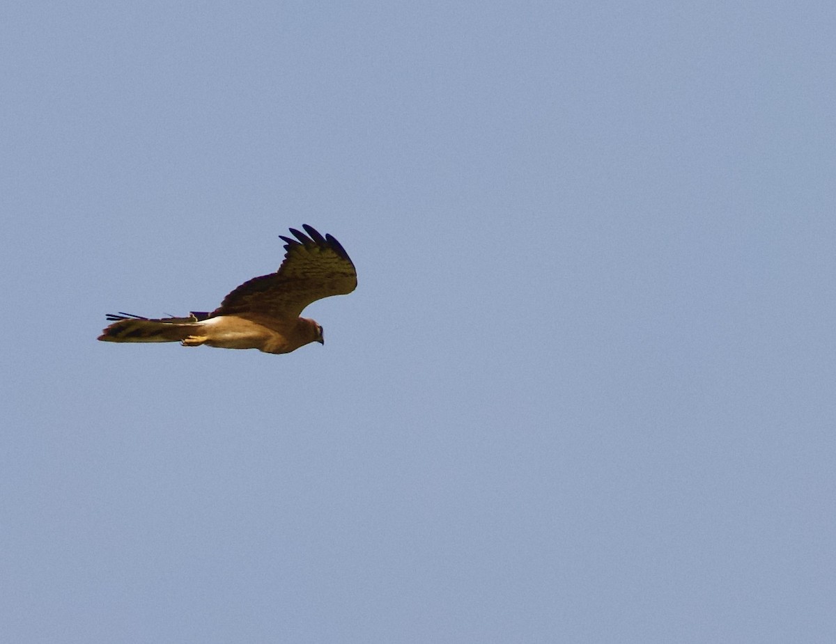 Pallid Harrier - ML644842624