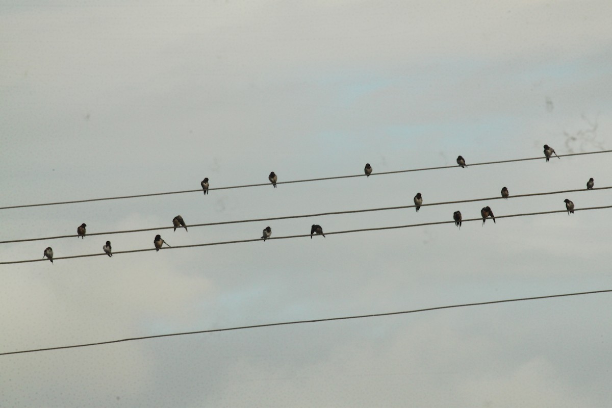 Деревенская ласточка - ML644842627