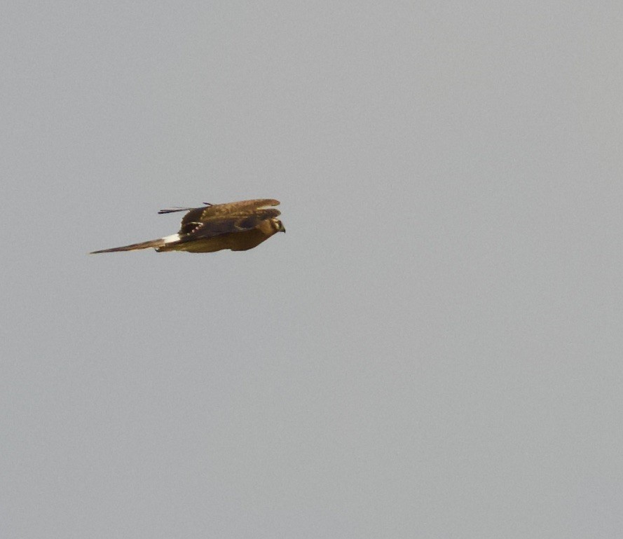 Pallid Harrier - ML644842628
