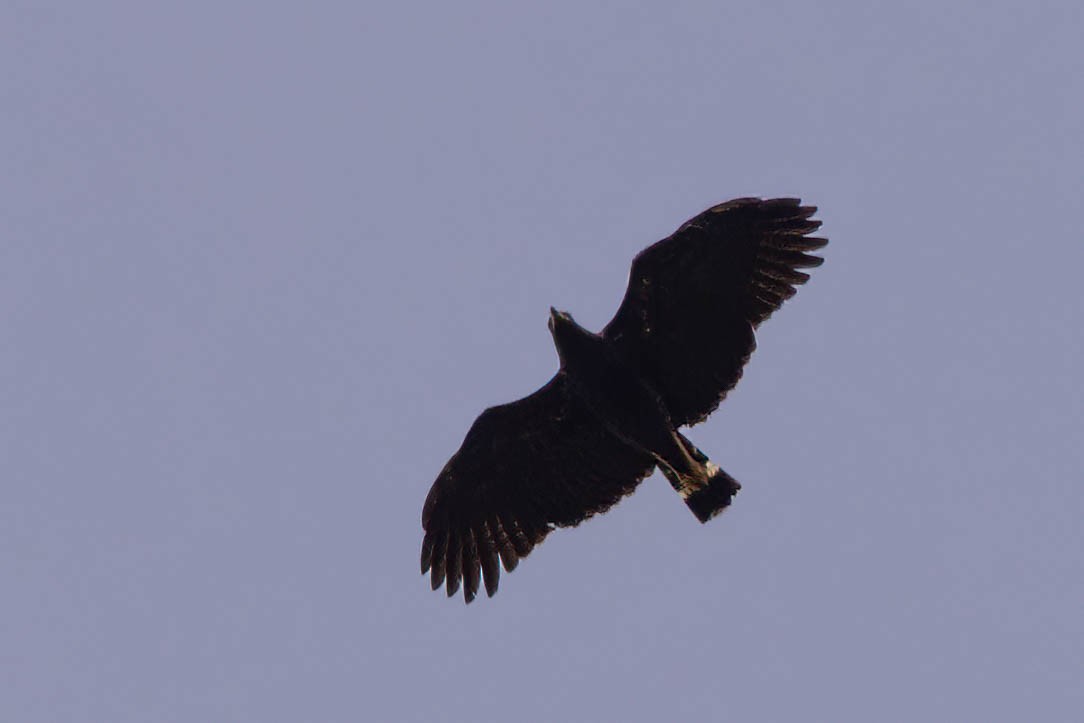 Большой крабоед (ridgwayi) - ML644842642