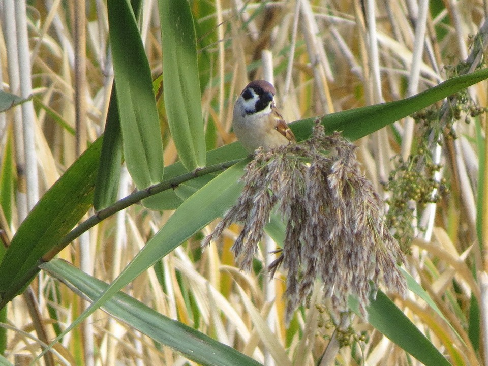 Полевой воробей - ML644842644