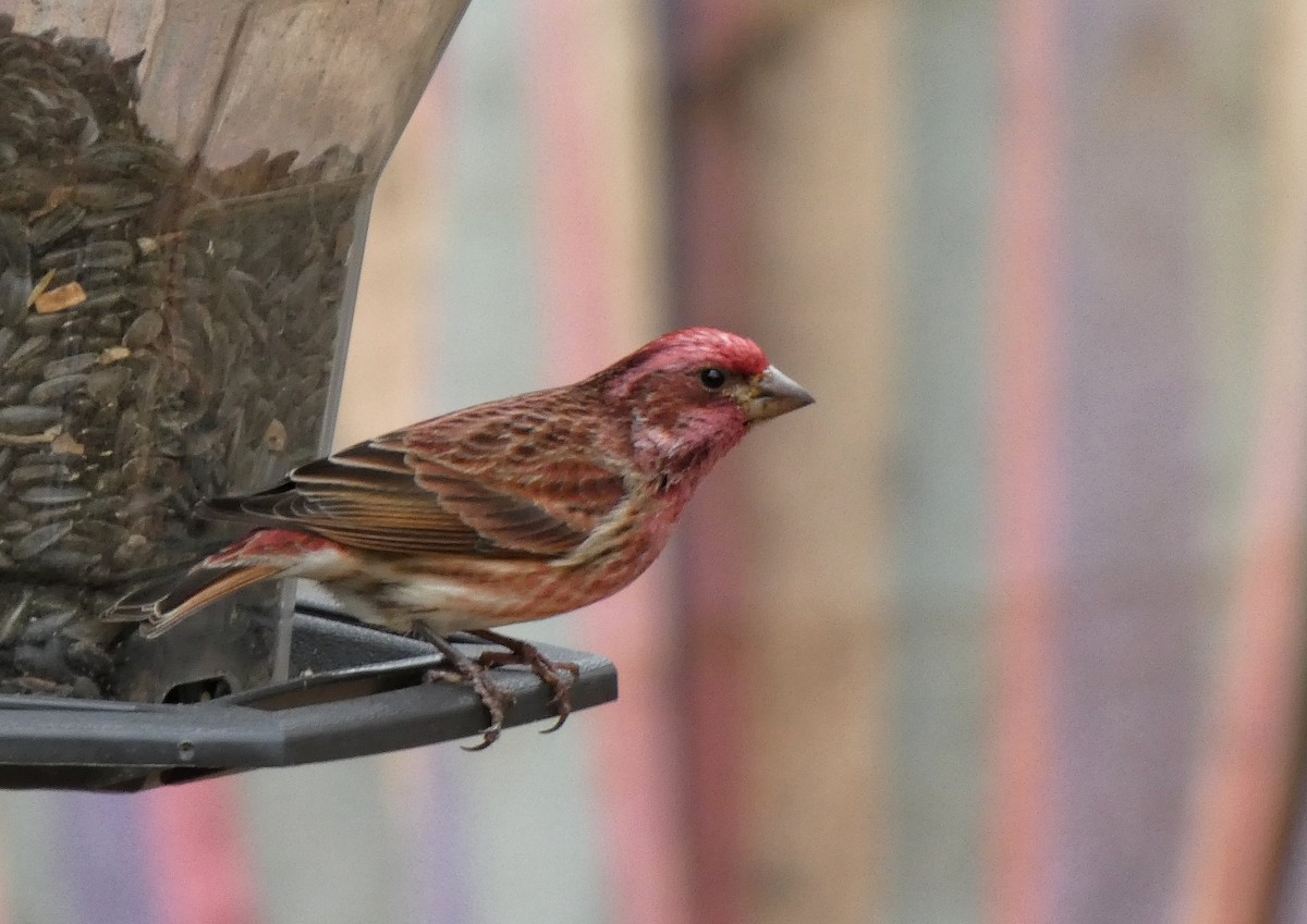 Пурпурная чечевица - ML644842646