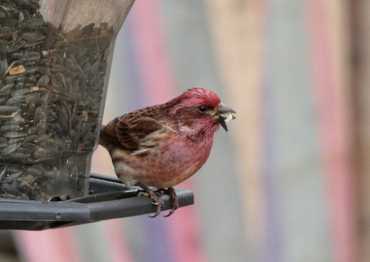 Пурпурная чечевица - ML644842647