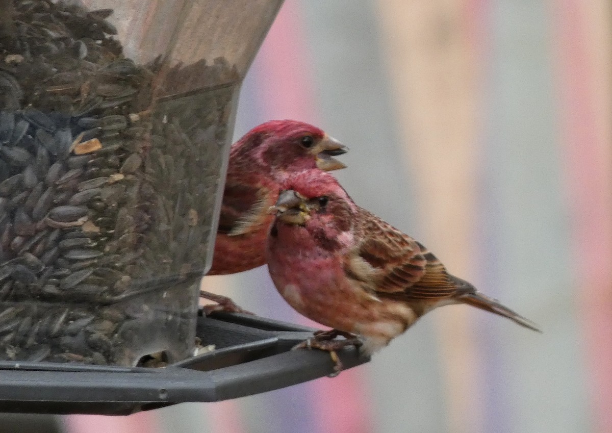 Пурпурная чечевица - ML644842648