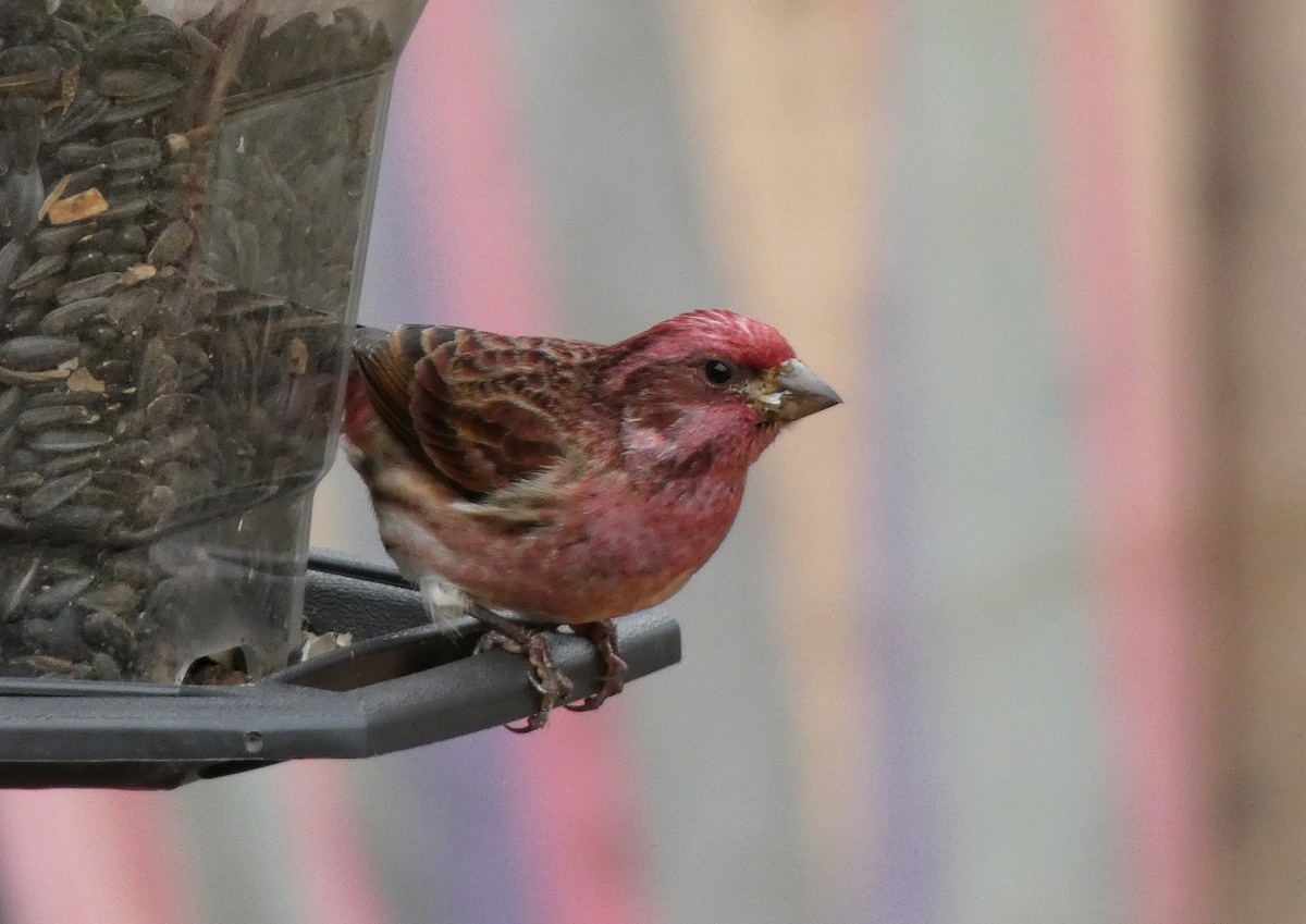 Пурпурная чечевица - ML644842649