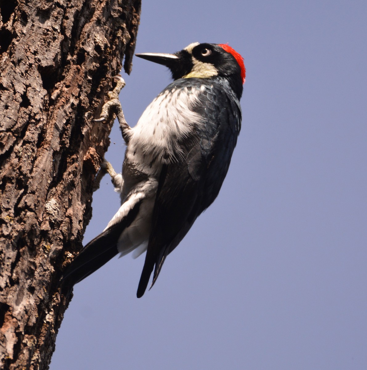 Желудёвый дятел - ML644842650