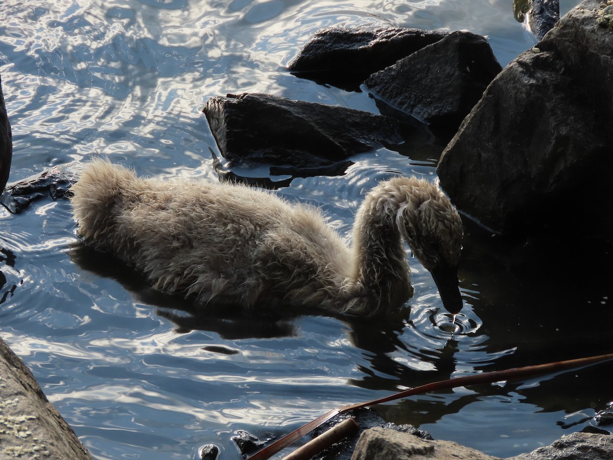 Чёрный лебедь - ML644842651