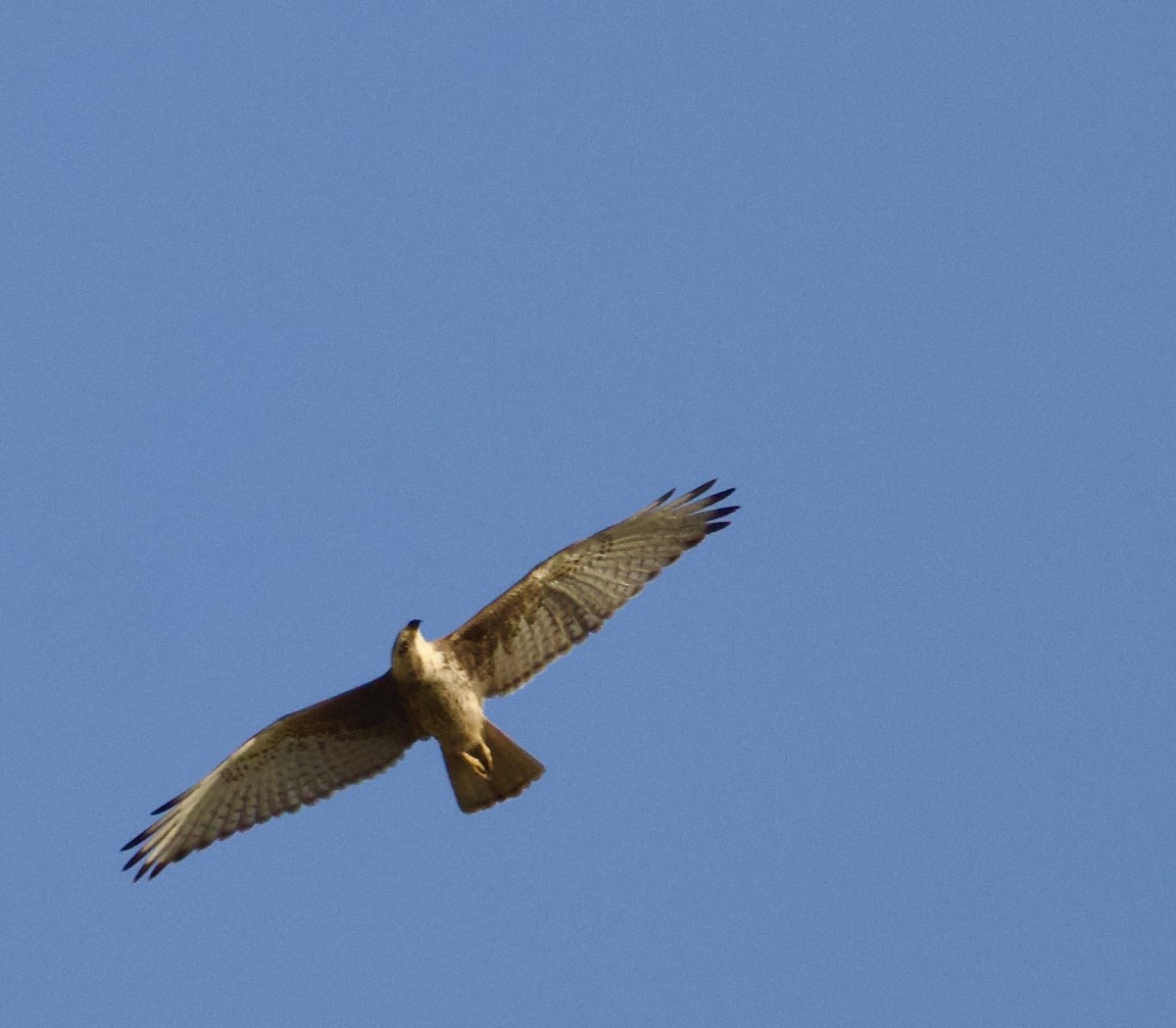 Белоглазый сарыч - ML644842656