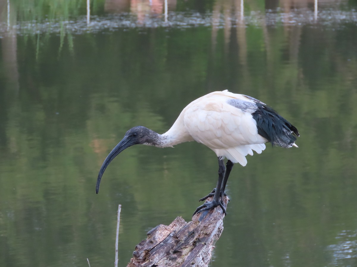 Молуккский ибис - ML644842657