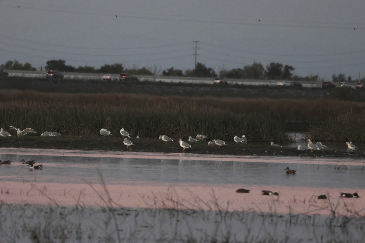 чайка sp. - ML644842658