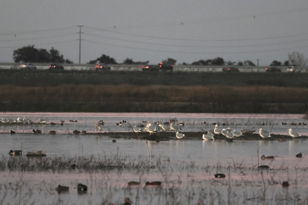 чайка sp. - ML644842659