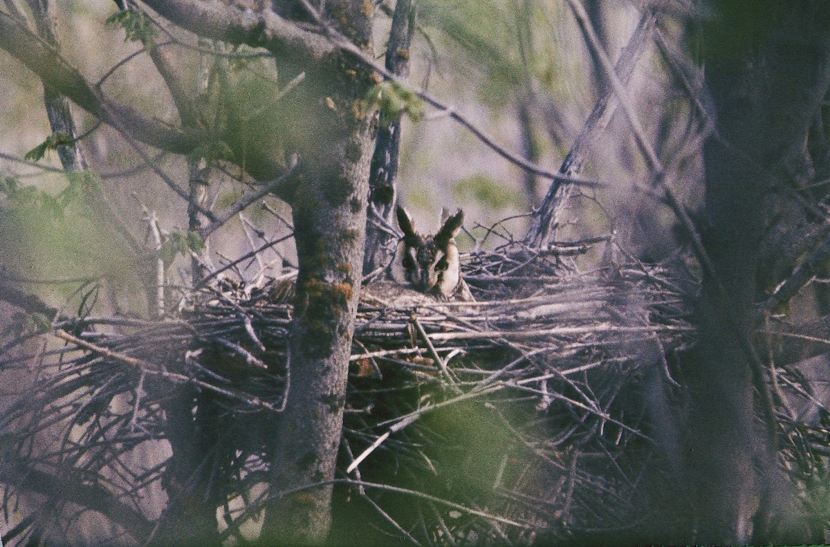 Ушастая сова - ML644842660