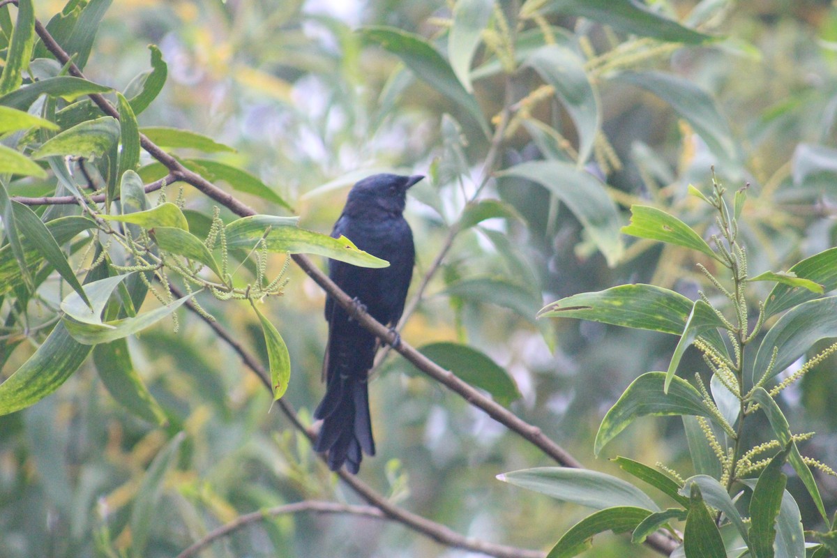 Черный дронго - ML644842662