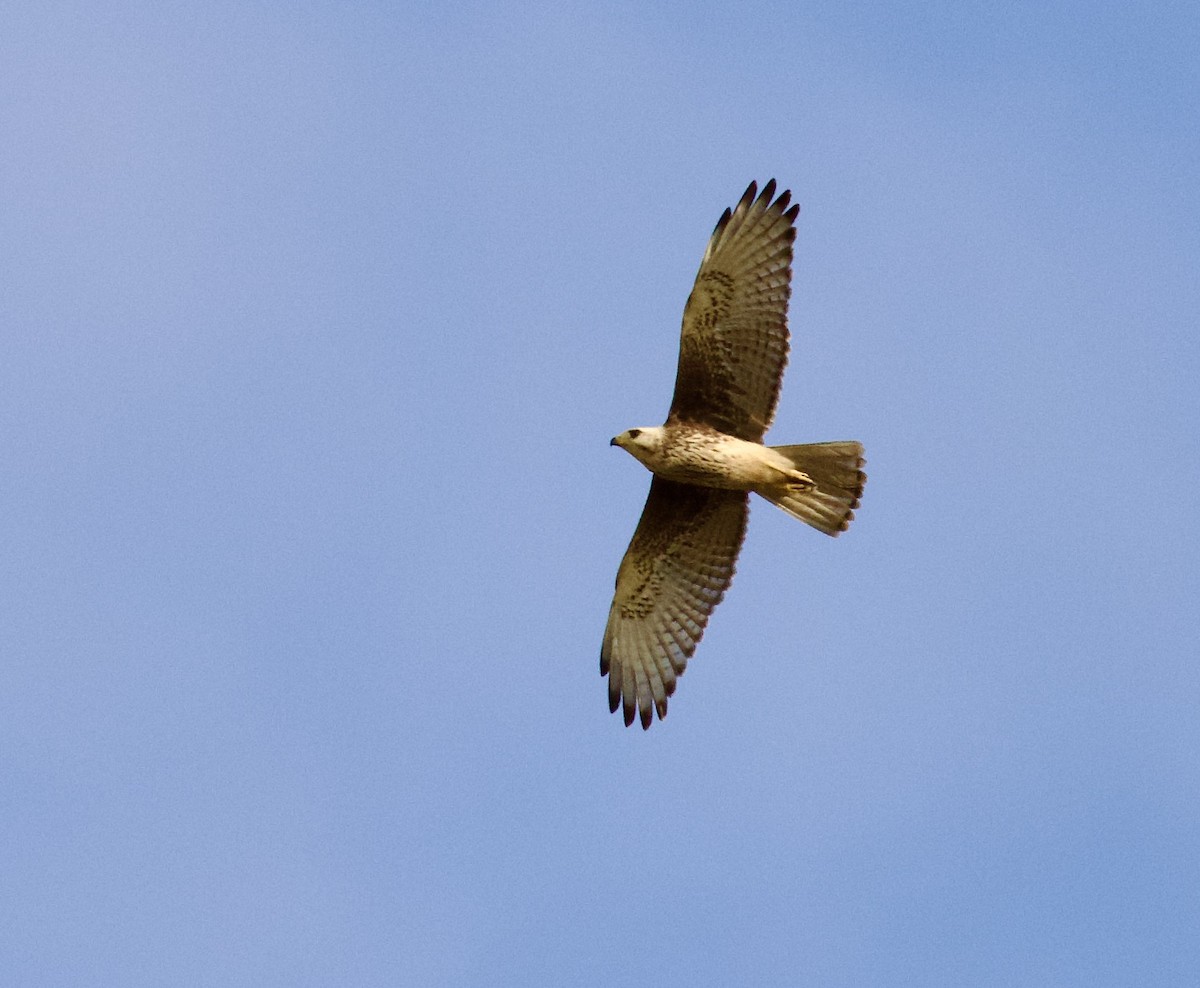 Белоглазый сарыч - ML644842664