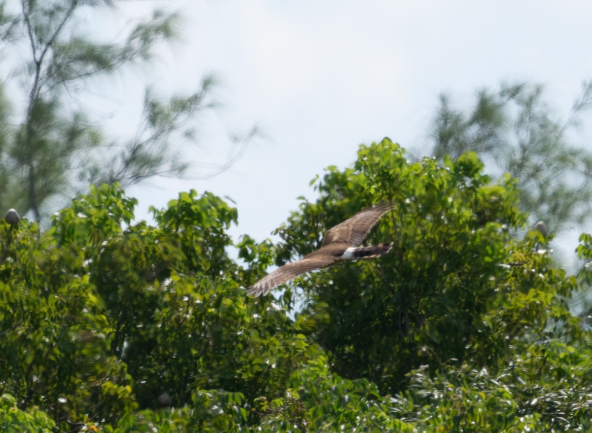 Northern Harrier - ML644842667