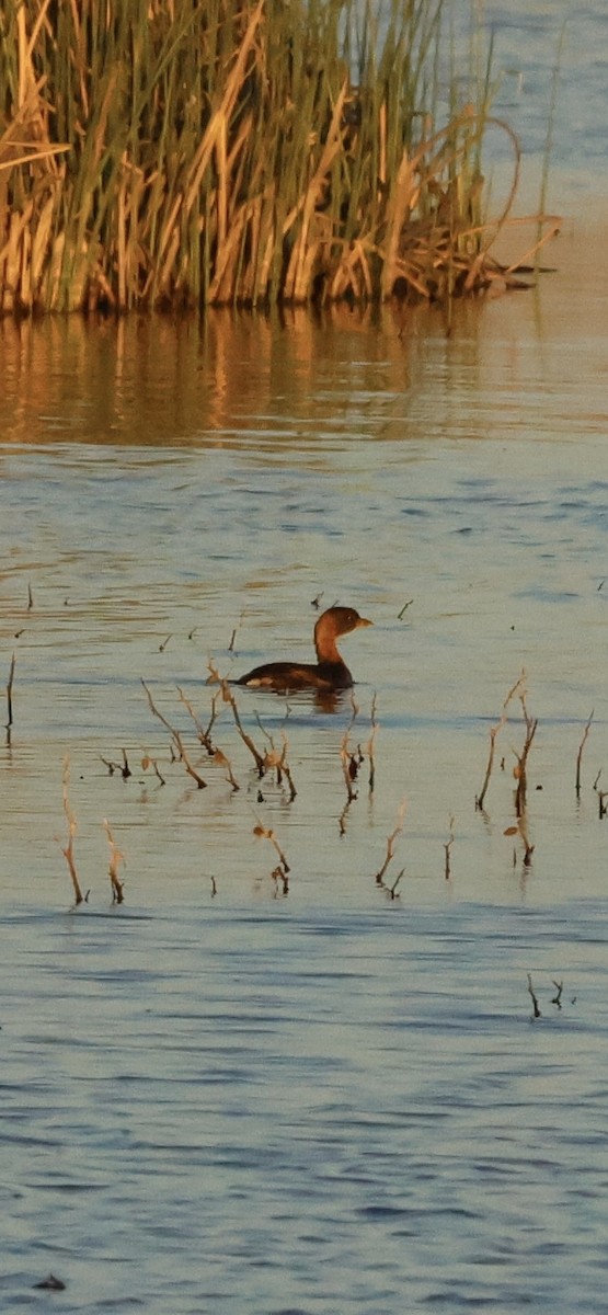 Пестроклювая поганка - ML644842668