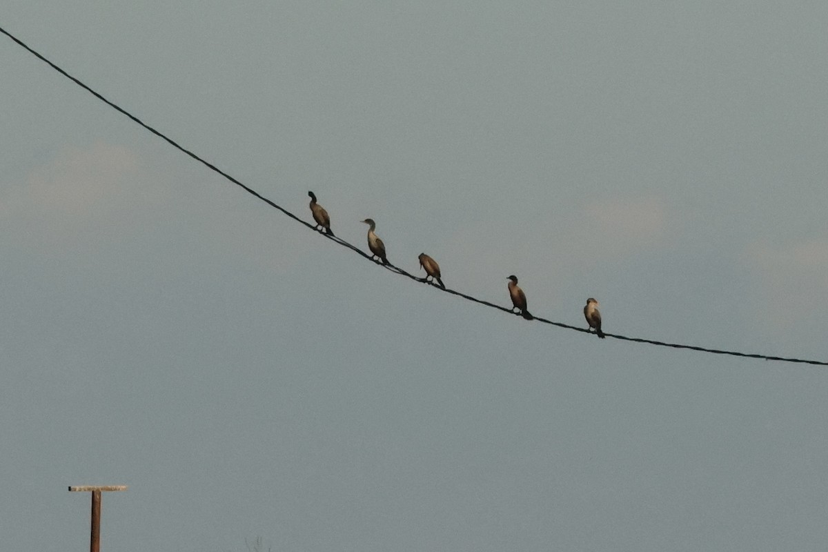 Ушастый баклан - ML644842671