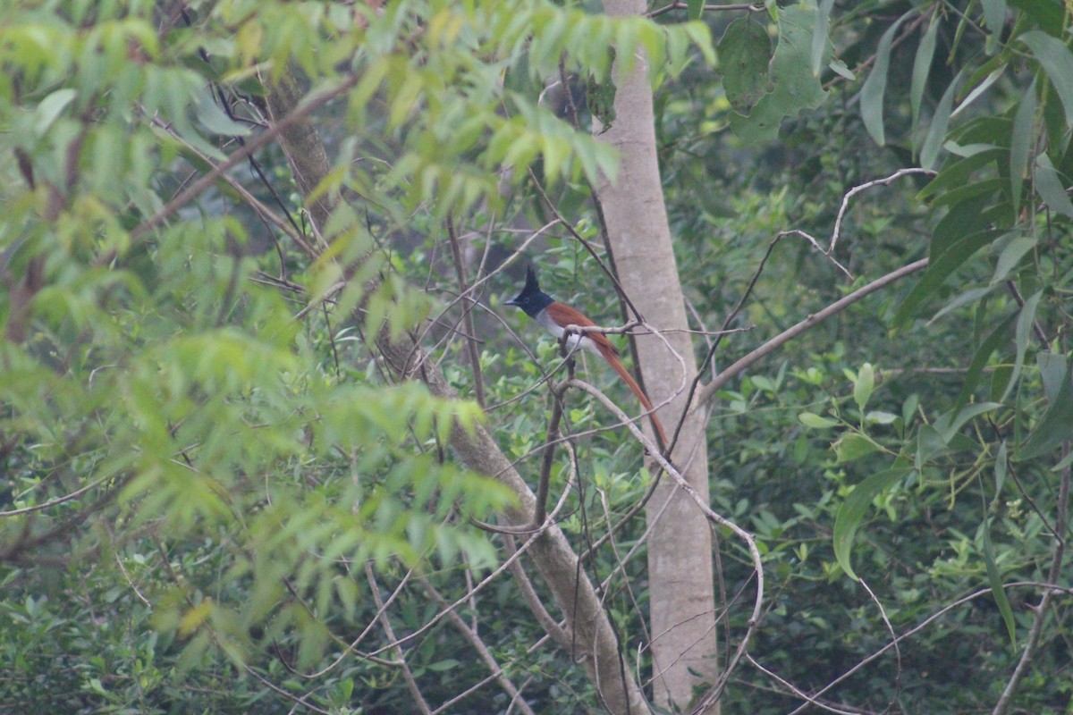 Райская мухоловка - ML644842673