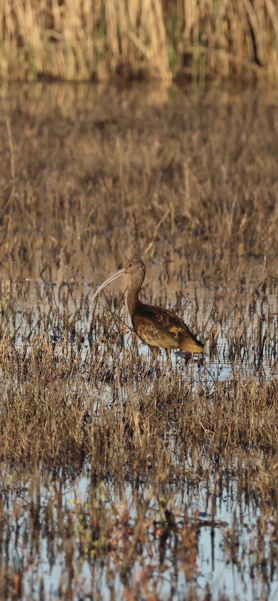Очковая каравайка - ML644842674