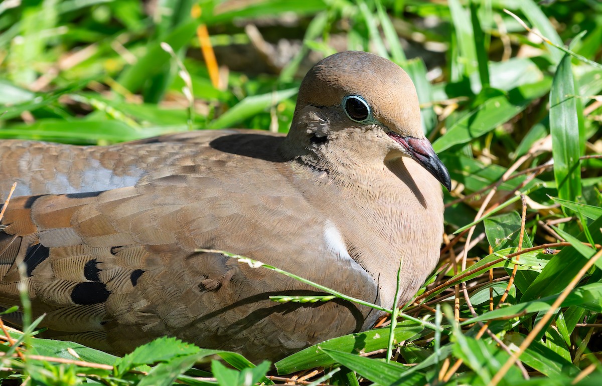 ナゲキバト - ML644842677