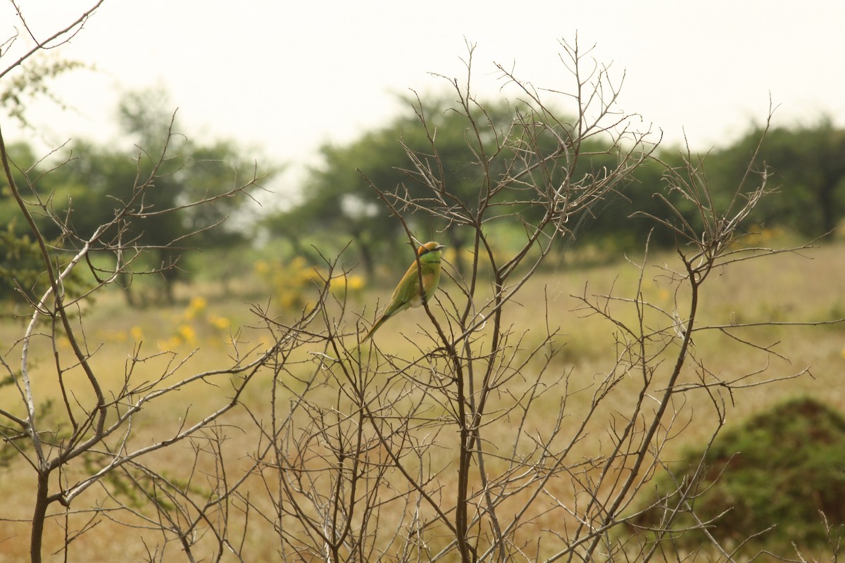 Asian Green Bee-eater - ML644842678