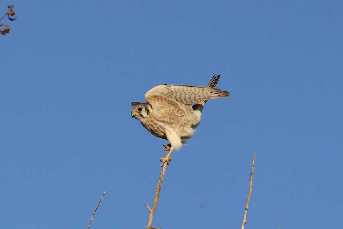 Воробьиная пустельга - ML644842679