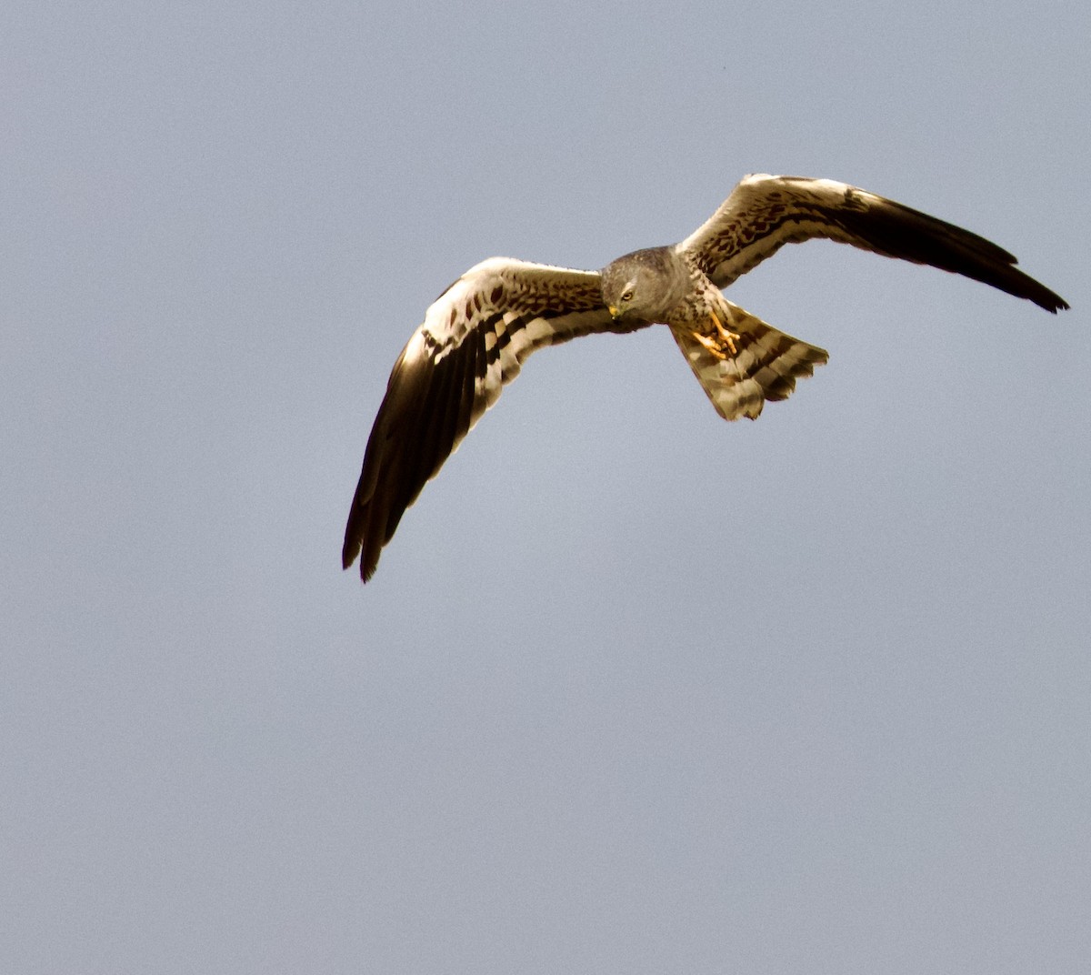 Луговой лунь - ML644842680